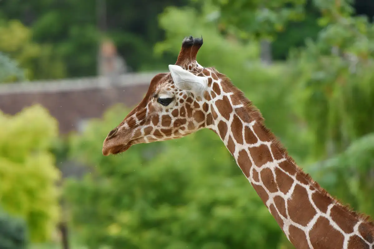 Vacances en Touraine : Zoo de Beauval à 25 minutes du camping