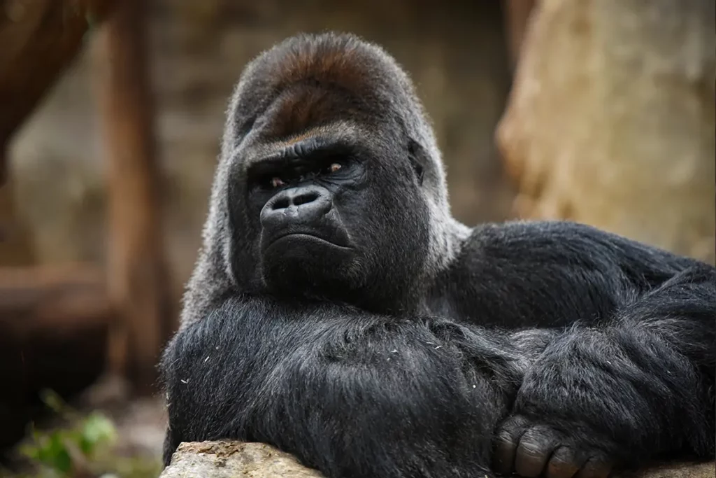 Gorille au Zoo de Beauval proche du camping les Coteaux du Lac