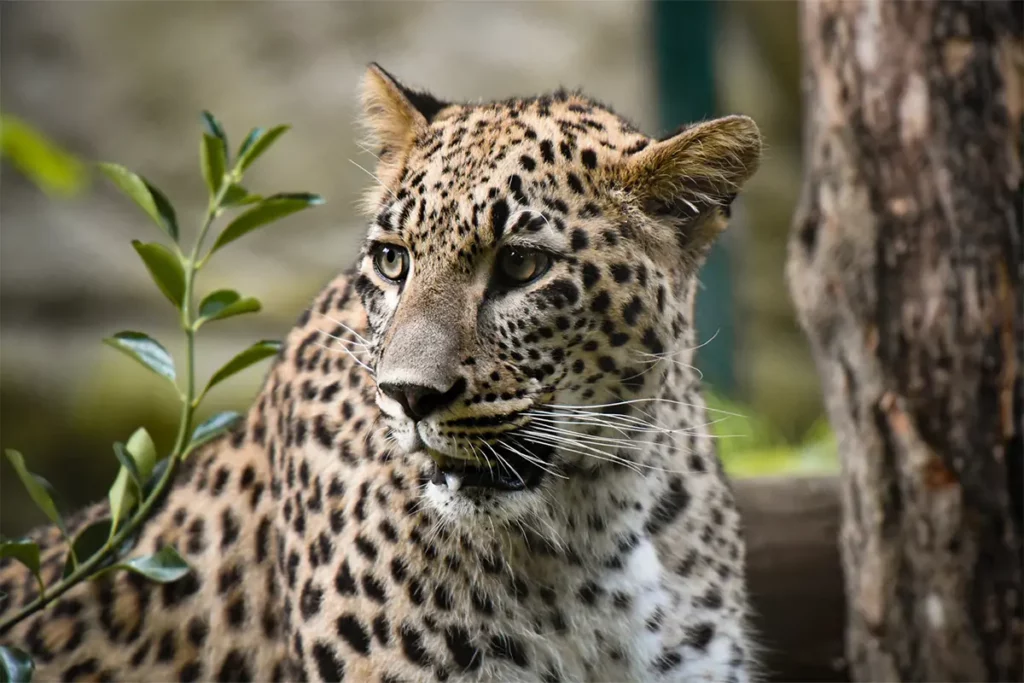 Jaguar Zoo de Beauval proche du camping les Coteaux du Lac