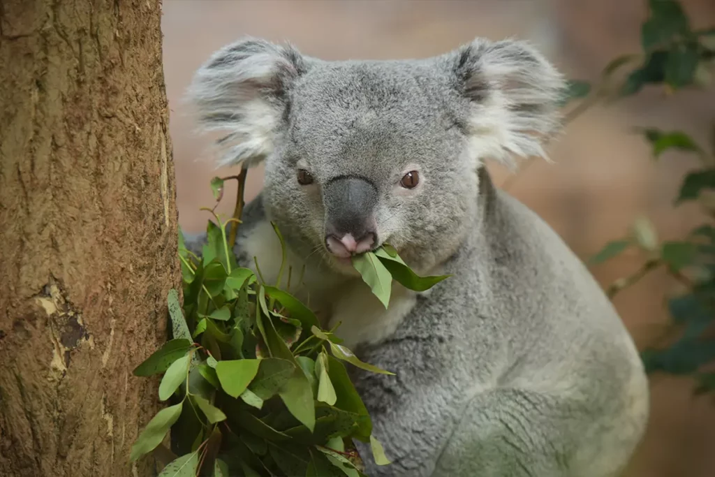 Koala au Zoo de Beauval proche du camping d'Indre-et-Loire