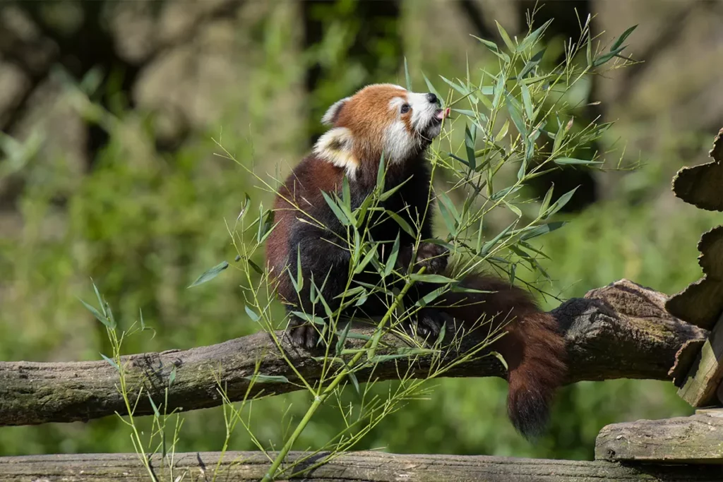 Panda roux au Zoo de Beauval proche du camping proche de Loches