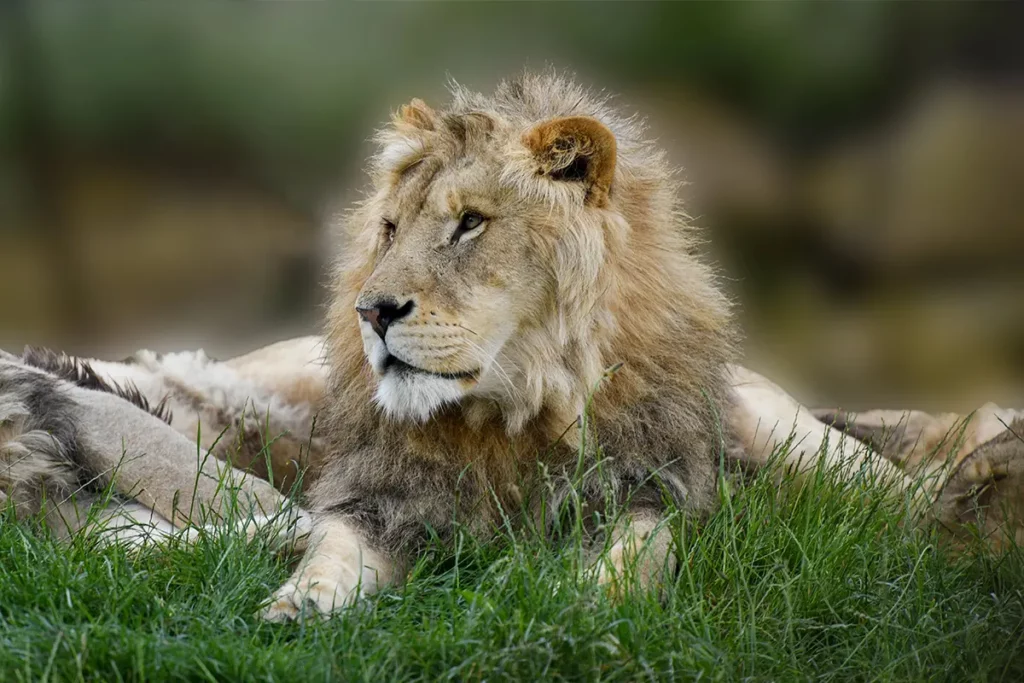 Lion au Zoo de Beauval proche du camping du lac de Chémillé-sur-Indrois