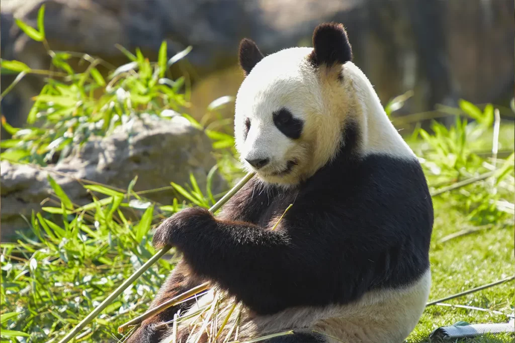 Panda au Zoo de Beauval proche du camping du Val de Loire
