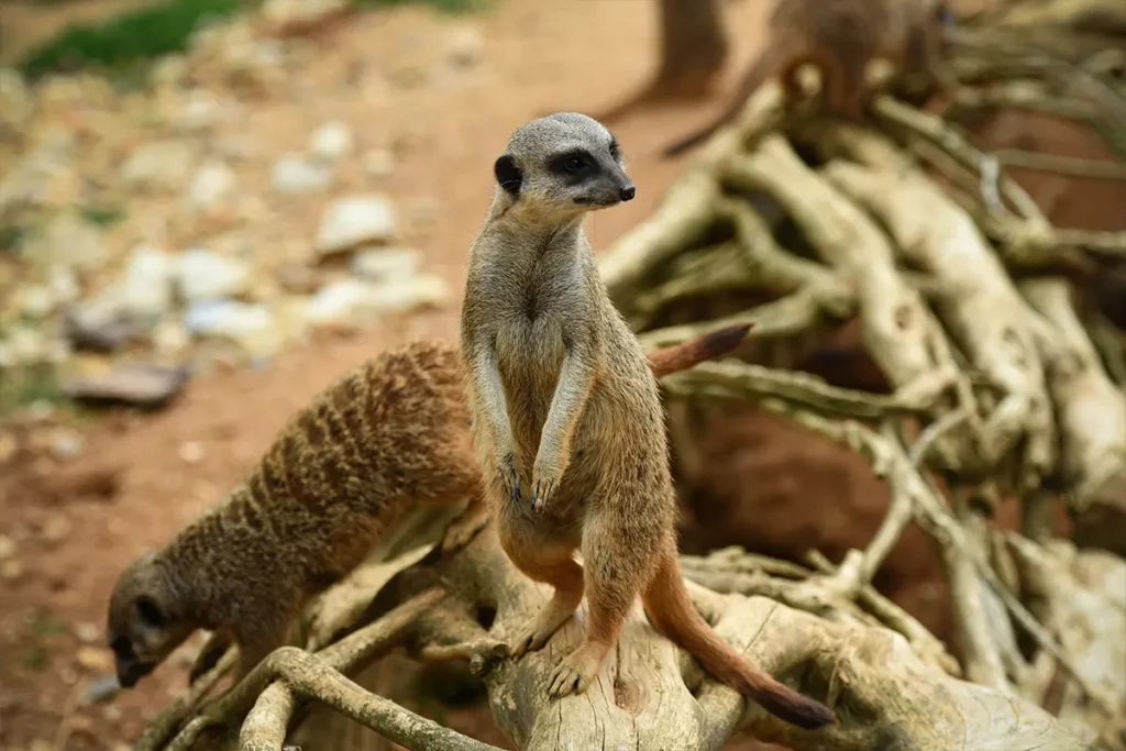 Surricate Zoo de Beauval proche du camping les Coteaux du Lac