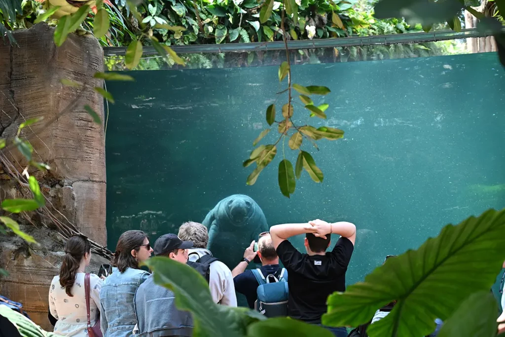 Beauval lamantin — camping proche du Zoo de Beauval