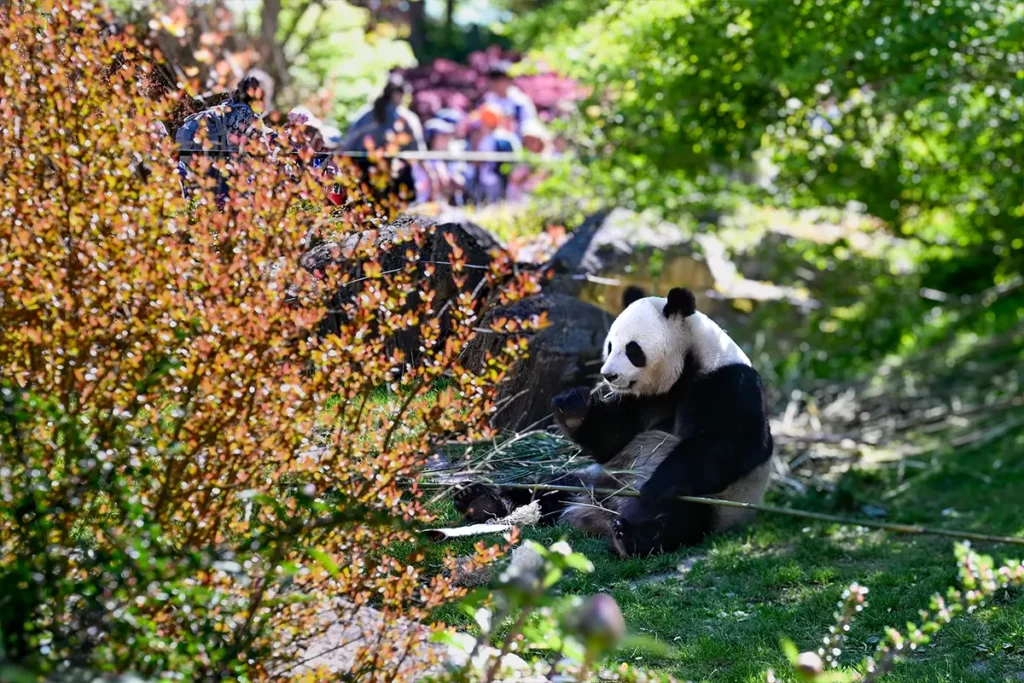 Zoo de Beauval proche du Camping les Coteaux du Lac